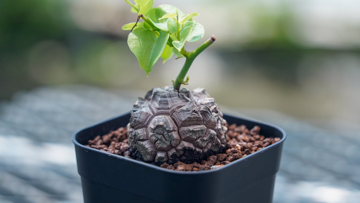 亀甲竜 No.12 | mana's farm:塊根植物・アガベ・ドライガーデン植物