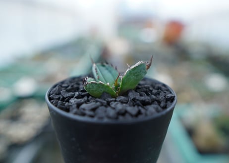 アガベ　チタノタ　 ブラックアンドブルー 　Agave titanota black and blue　No.4
