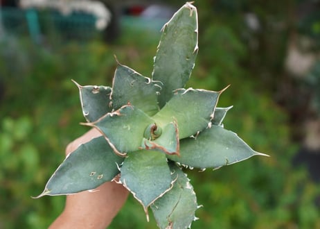Agave titanota 白鯨 D NO.5