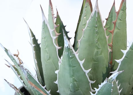 Agave purpusorum syn A horrida ssp perotensis