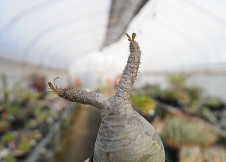 パキポディウム　グラキリス　 Pachypodium Gracilius