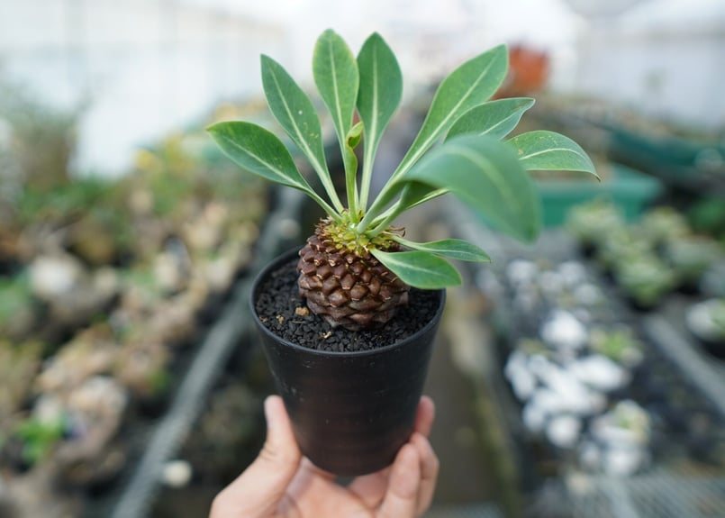 ユーフォルビア 鉄甲丸 Euphorbia bupleurifolia | mana's fa