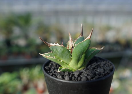アガベ　チタノタ　MI02　agave titanota MI02