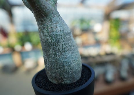 【未発根】パキポディウム　グラキリス　 Pachypodium Gracilius  No.8