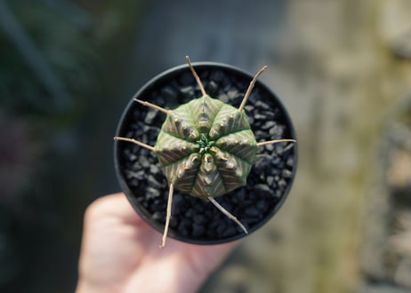 ユーフォルビア　スーパーバリダ　Euphorbia super valida  No.1