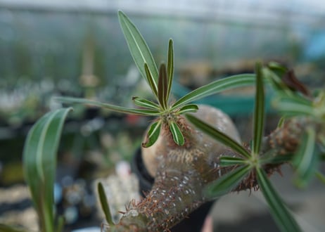 パキポディウム　グラキリス　Pachypodium gracilius　No.2