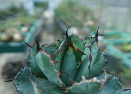 アガベ　チタノタ　 ブラックアンドブルー 　Agave titanota black and blue　No.6