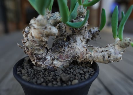 チレコドン　万物想　Tylecodon reticulatus