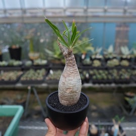 パキポディウムグラキリス　　手乗り 手乗りよりさらに小さい指三本乗りグラキリスを豆鉢に