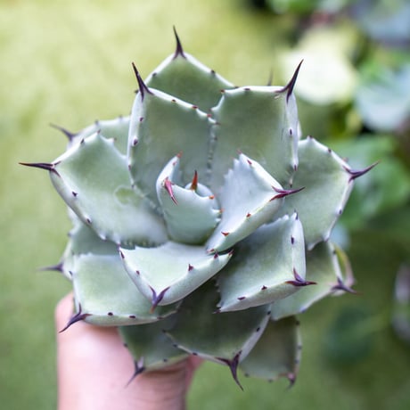 Agave potatorum✖️macroacantha【hybrid】230 Agave potatorum✖️macroacantha【hybrid】230 Agave potatorum