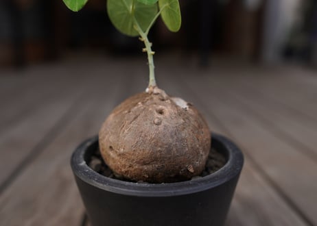 ステファニア　エレクタ　Stephania erecta