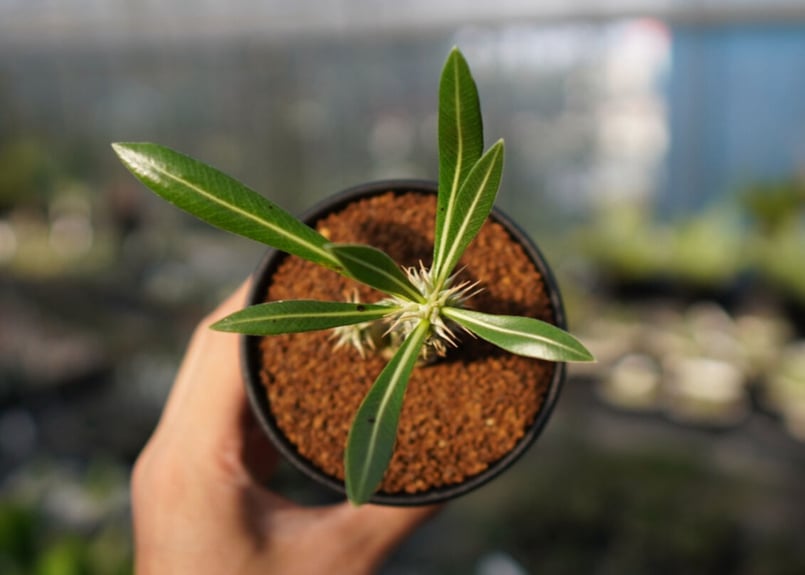 ホロンベンセ 現地球 発根済 塊根植物 ダブルヘッド 2頭 ホロンベンセ