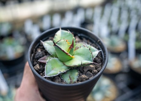 アガベ　チタノタ　ブルー　agave titanota Blue 　NO.2