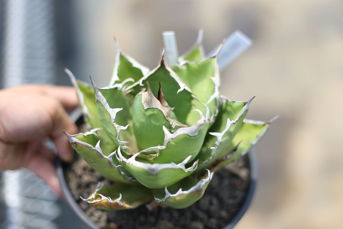 アガベ チタノタ オテロイ | mana's farm:塊根植物・アガベ・ドライ