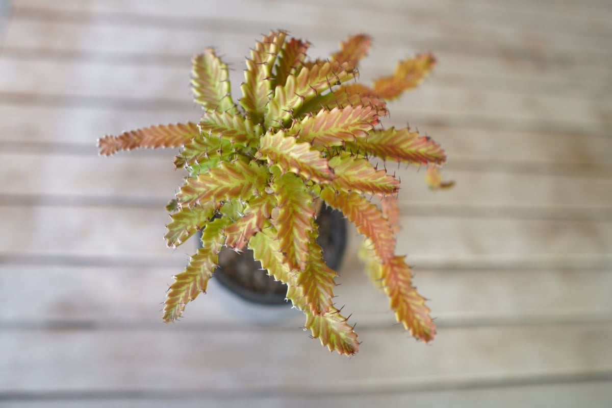 飛竜 Euphorbia stellata | mana's farm:塊根植物・アガベ・ドラ