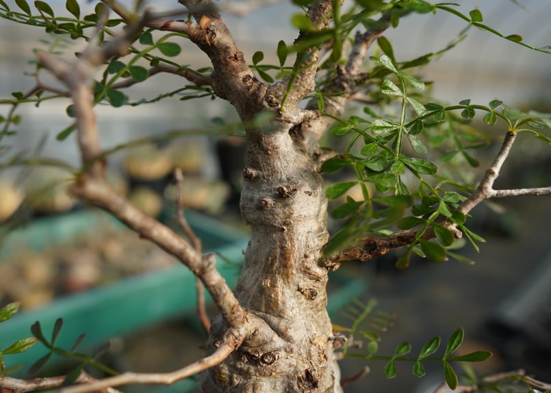 オペルクリカリア パキプス Operculicarya pachypus | mana's f