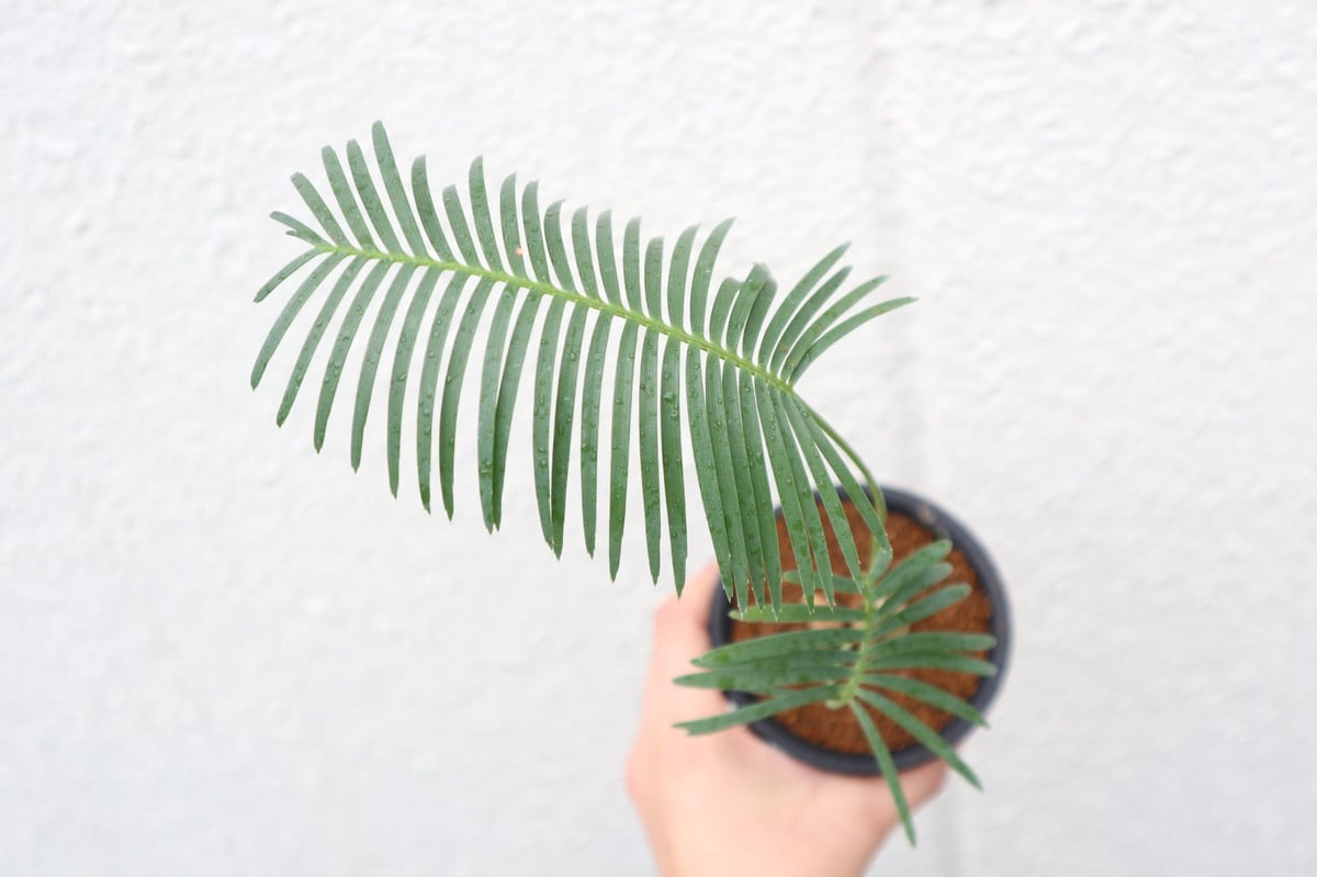 特大！ディオーンエデュレ！超美株 3頭 ソテツ 条件付き 週末セール