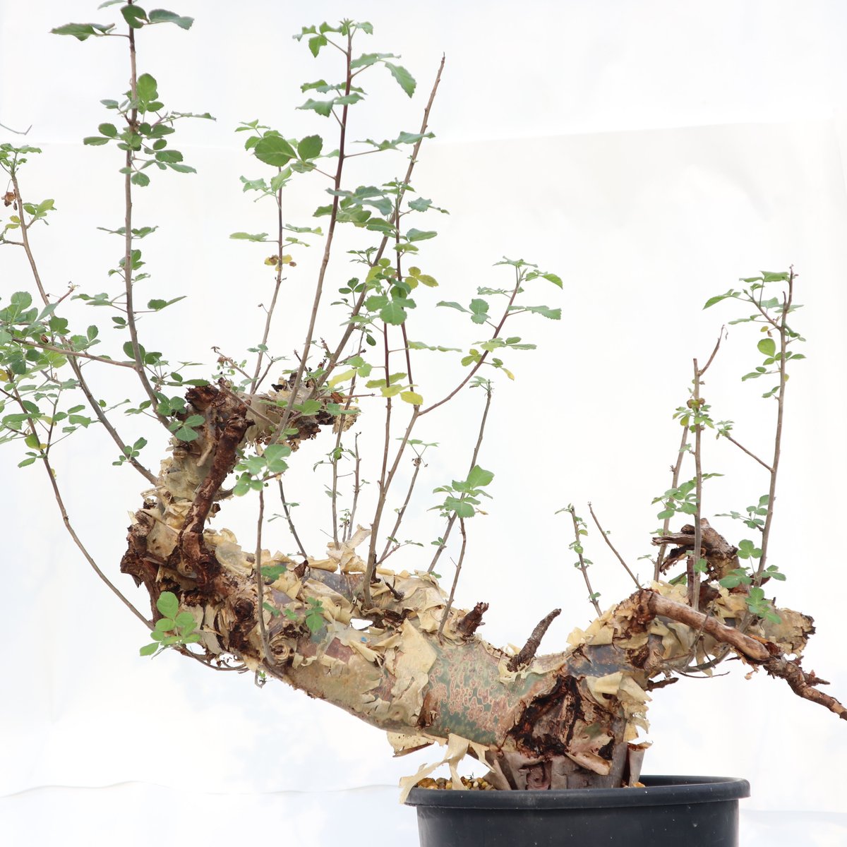 コミフォラ カタフ ターカネンシス | mana's green:塊根植物販売 コミフォラ カタフ ターカネンシス | mana's green:塊根植物販売