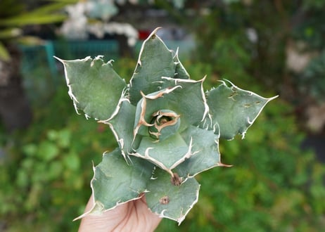 Agave titanota 白鯨 B NO.6