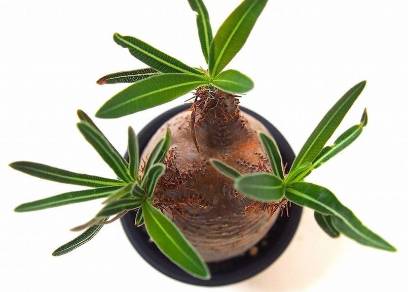 Pachypodium Gracilius パキポディウム グラキリス №11 littl