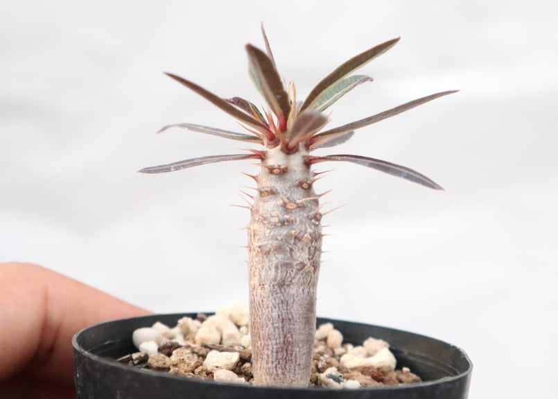 パキポディウム　カクチペス　赤肌 赤肌ワイルド株】パキポディウム カクチペスクラシック