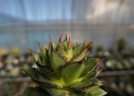 agave titanota 剣竜　No.12