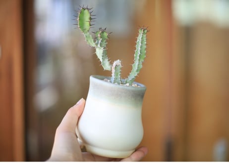 ユーフォルビア　SP　Euphorbia sp