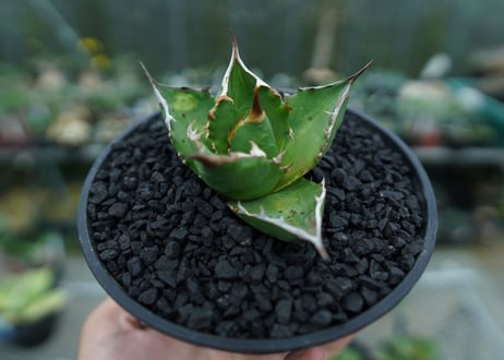 アガベ　チタノタ 　Agave titanota　No.8
