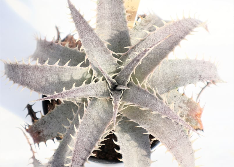 Dyckia delicata GF F1 x T-REX | mana's farm:塊根