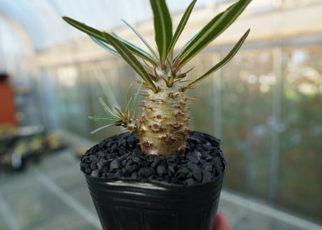 パキポディウム　カクチぺス　Pachypodium cactipes  No.2