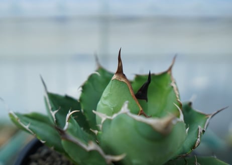アガベ　チタノタ　FO-76　agave titanota  FO-76　No.1