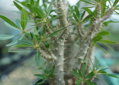 パキポディウム　ロスラーツム　Pachypodium rosulatum