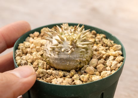 パキポディウム ブレビカウレ
