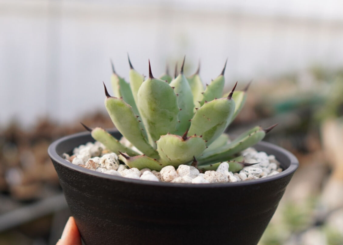 Agave Potatorum×Macroacantha ”八荒雷神” No.3 | mana...