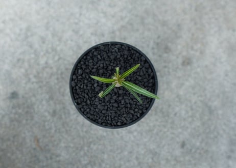 【沖縄実生株】パキポディウム　グラキリス　 Pachypodium Gracilius  No.1