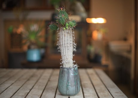 群星冠　Euphorbia stellispina