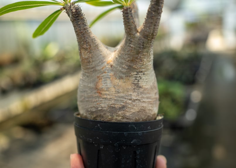 パキポディウム グラキリス No.7 | mana's farm:塊根植物・アガベ