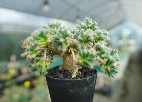 トリコディアデマ　デンサム　Trichodiadema densum  No.1