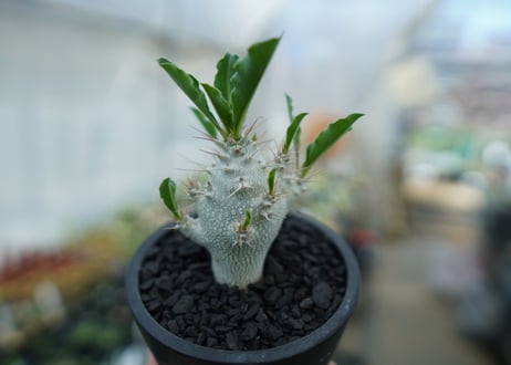 パキポディウム　サンデルシー　Pachypodeium saundersii  No.5