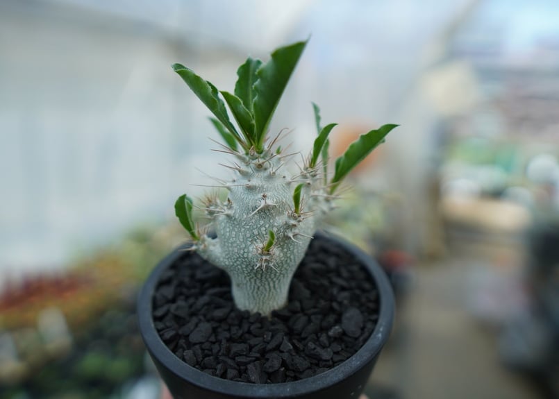 パキポディウム サンデルシー Pachypodeium saundersii No.5 |