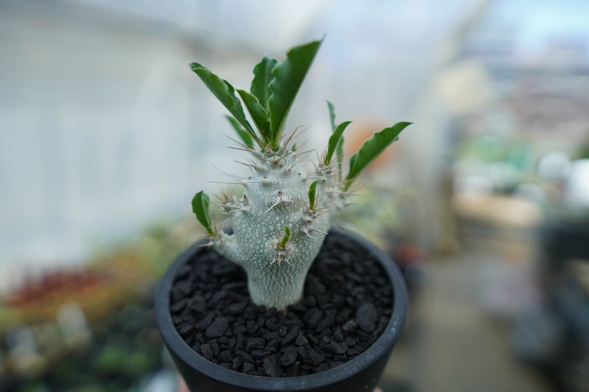 パキポディウム サンデルシー Pachypodeium saundersii No.5 |