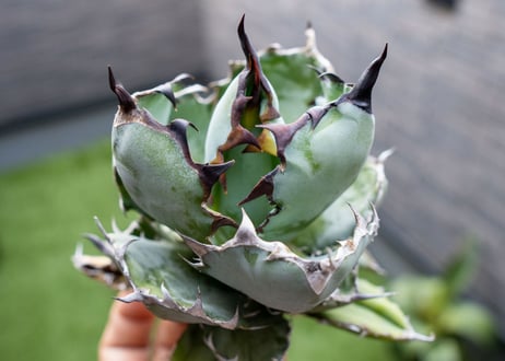 Agave B&B  №2