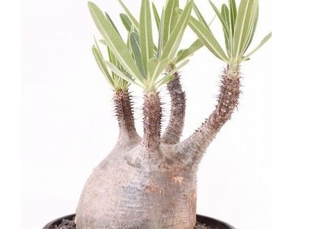 Pachypodium Gracilius パキポディウム  グラキリス  №６　手のり　バランス良