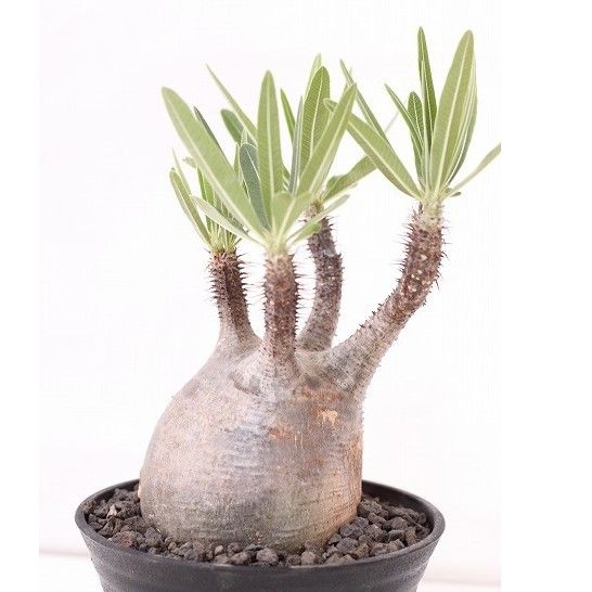 Pachypodium Gracilius パキポディウム グラキリス №6 手のり バラ