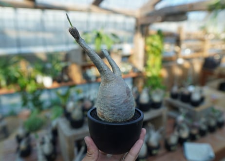 【未発根】パキポディウム　グラキリス　 Pachypodium Gracilius  No.22
