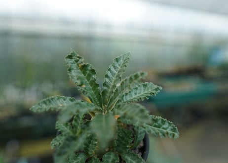 ドルステニア ラブラニー Dorstenia lavrani