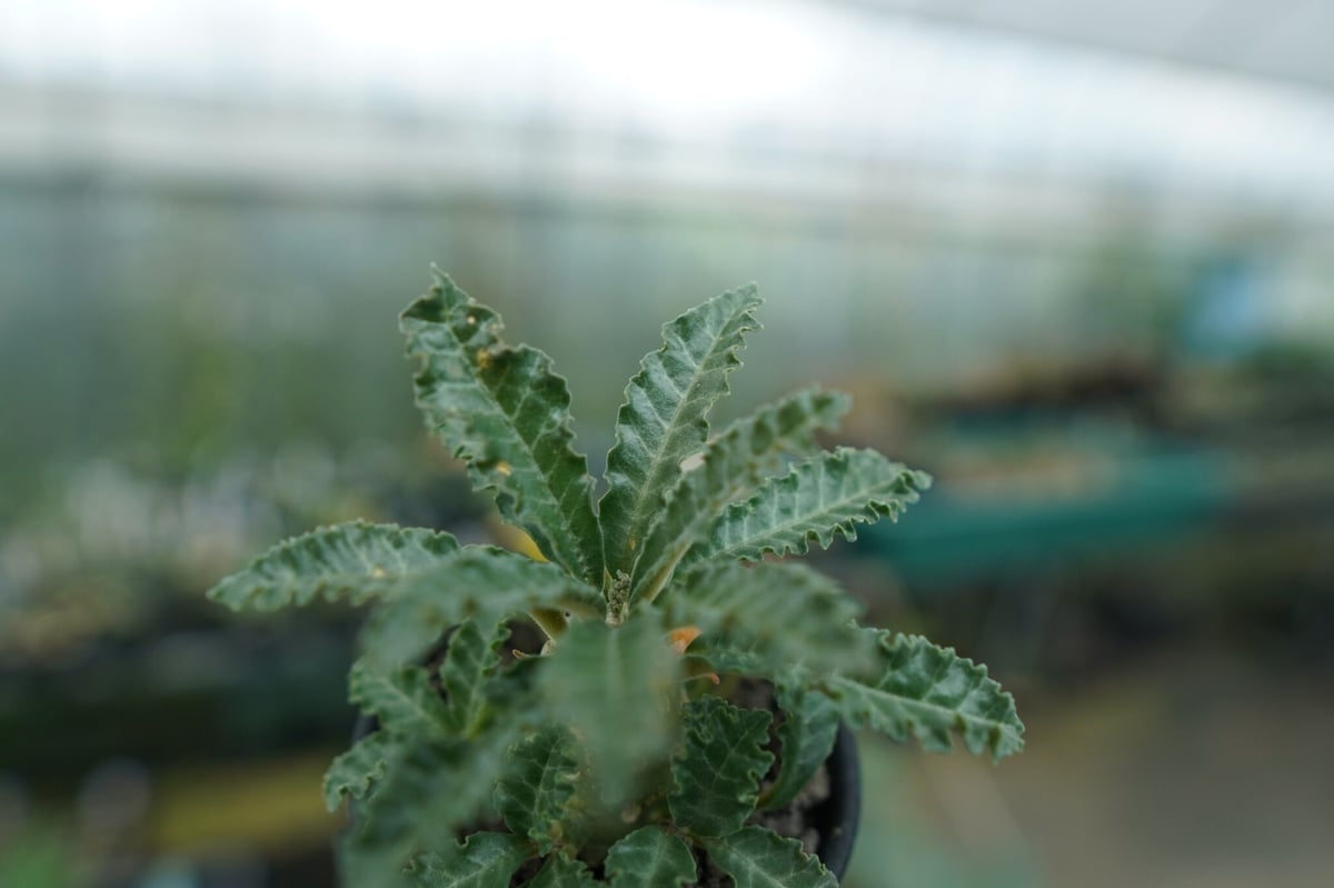ドルステニア ラブラニー Dorstenia lavrani | mana's farm:塊根