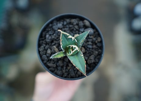 アガベ　チタノタ　狼人　agave titanota "狼人"　No.1