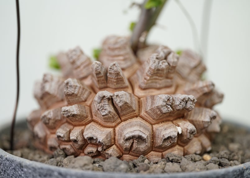 亀甲竜　実生　Dioscorea elephantipes 塊根植物 アフリカ亀甲竜 Dioscorea elephantipes