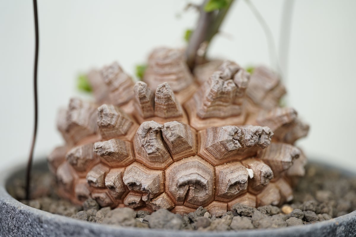 亀甲竜　実生　Dioscorea elephantipes 塊根植物 種子100粒 亀甲竜(Dioscorea elephantipes)(アフリカ亀甲竜)の
